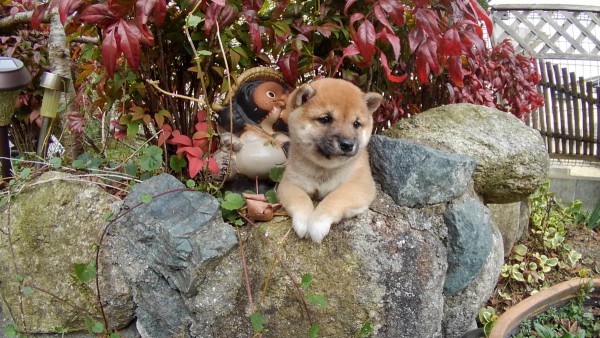 豆柴　女の子　仔犬販売福岡県サムネイル