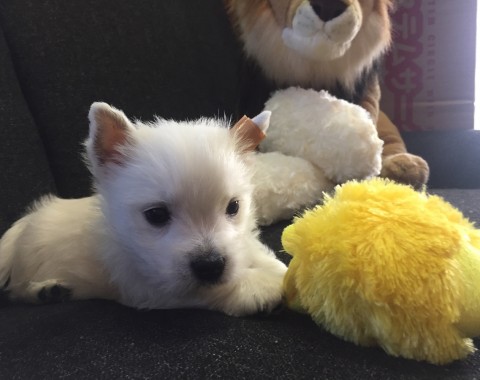 ウエストハイランドテリア 子犬サムネイル