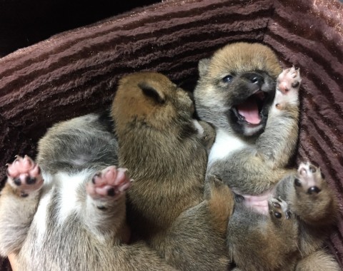 販売中 豆柴 仔犬 福岡県サムネイル