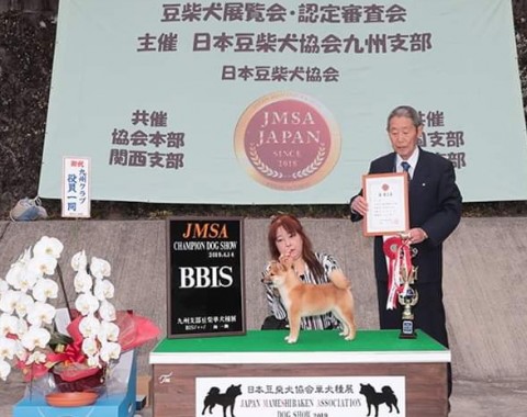 福岡県豆柴子犬　豆柴ブリーダー九州　サムネイル