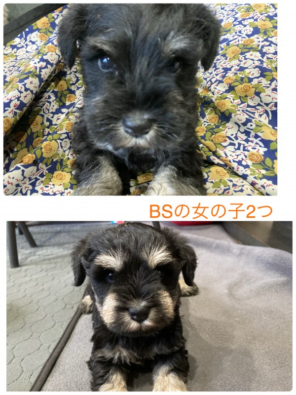 BSシュナウザー子犬販売サムネイル